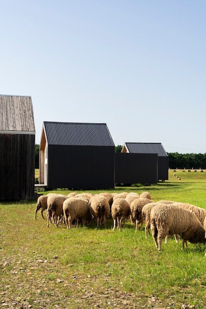 Rebaño de ovejas en el campo cerca del granero