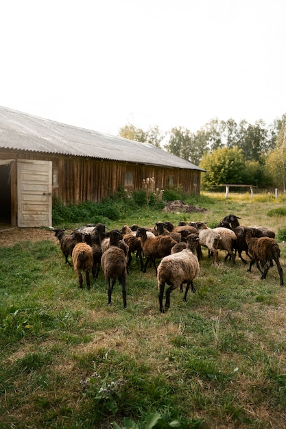 Foto gratuita rebaño de ovejas en el campo entrando en granero