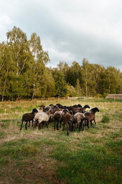 Foto gratuita rebaño de ovejas en campo verde