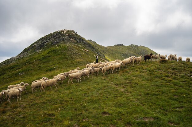 Rebaño de ovejas en una colina cubierta de vegetación y rocas bajo un cielo nublado