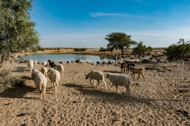 Un rebaño de ovejas en India