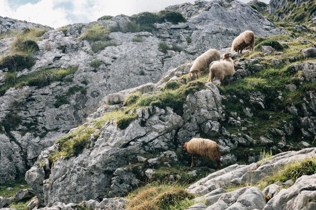 Rebaño de ovejas pastando en las montañas