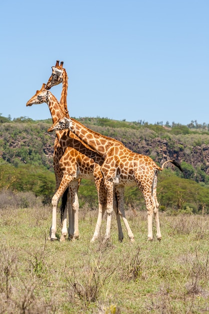 Foto gratuita rebaño de tres jirafas en sabana