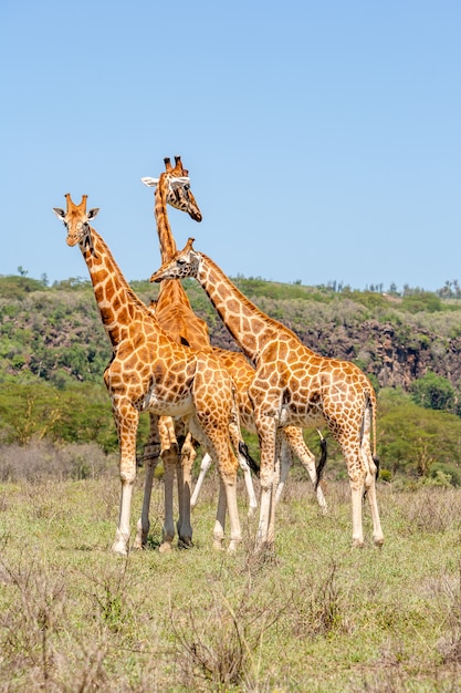 Foto gratuita rebaño de tres jirafas en sabana