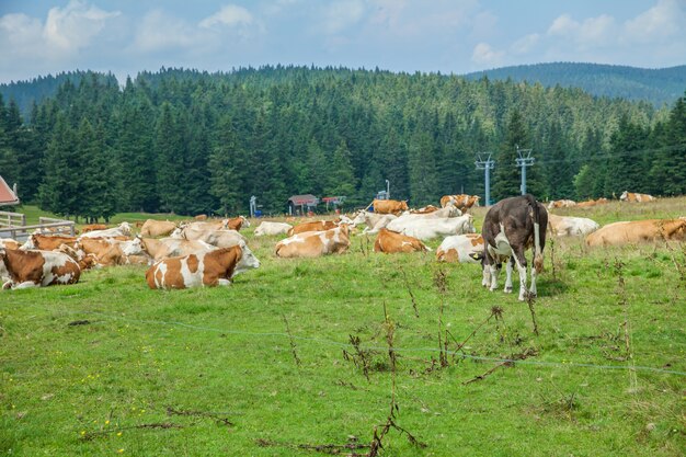 Rebaño de vacas acostado y pastando en pastos cubiertos de hierba en una granja