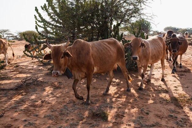 Rebaño de vacas alrededor de un árbol en el suelo fangoso en Samburu, Kenia