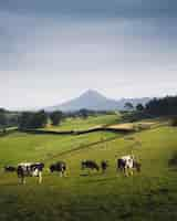 Foto gratuita un rebaño de vacas blancas y negras en un prado