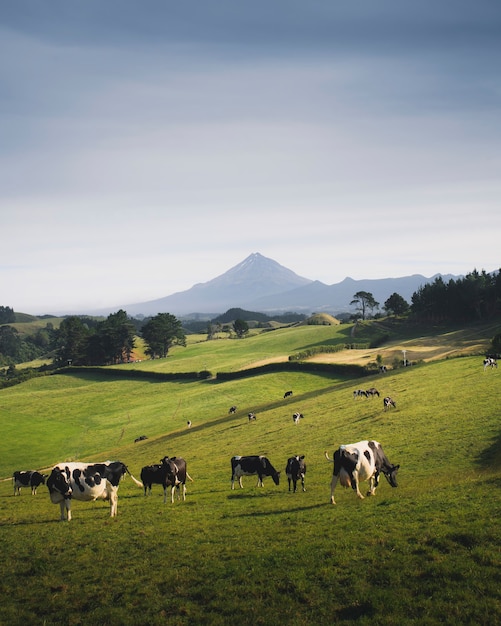 Un rebaño de vacas blancas y negras en un prado