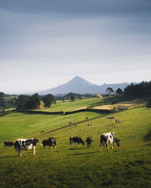 Un rebaño de vacas blancas y negras en un prado