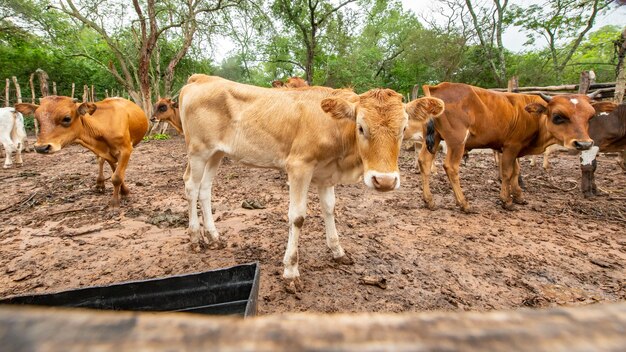 Rebaño de vacas caminando por el campo