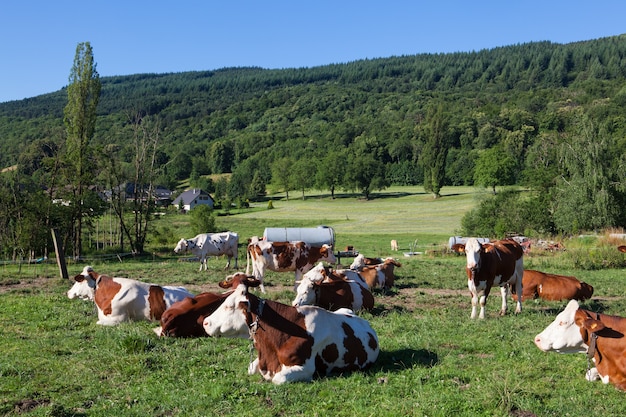 Rebaño de vacas que pastan en el campo en la primavera