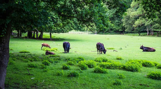 Rebaño de vacas que pastan en una hermosa hierba verde