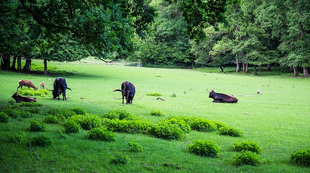 Rebaño de vacas que pastan en una hermosa hierba verde