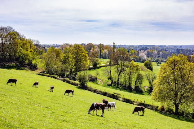 Foto gratuita rebaño de vacas que pastan en los pastos durante el día