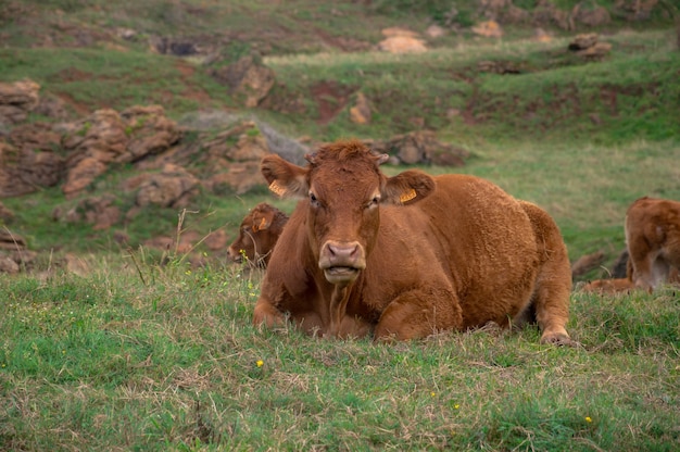 Rebaño de vacas que pastan en los pastos durante el día