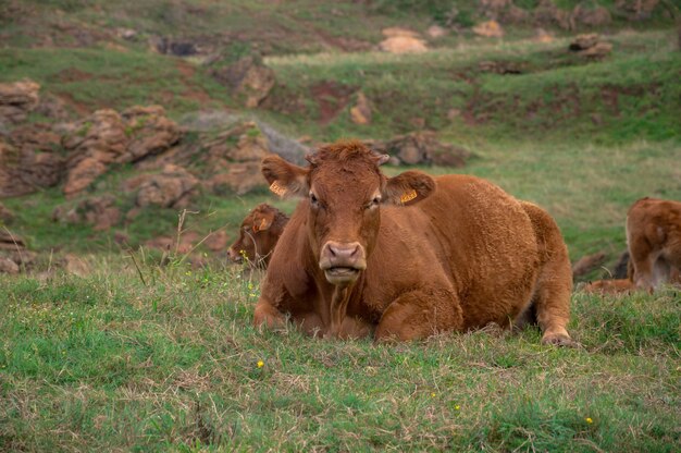 Rebaño de vacas que pastan en los pastos durante el día