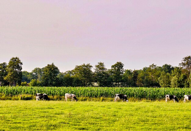 Rebaño de vacas que pastan en los pastos con hermosos árboles verdes en el fondo