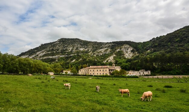 Rebaño de vacas que pastan en los pastos rodeados por altas montañas rocosas