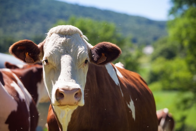 Rebaño de vacas que producen leche para queso gruyere en Francia en la primavera