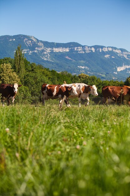 Rebaño de vacas que producen leche para queso gruyere en Francia en la primavera