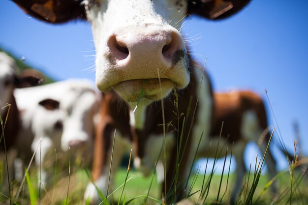 Rebaño de vacas que producen leche para queso gruyere en Francia en la primavera