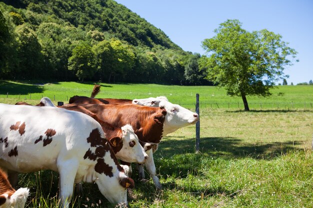 Rebaño de vacas que producen leche para queso gruyere en Francia en la primavera