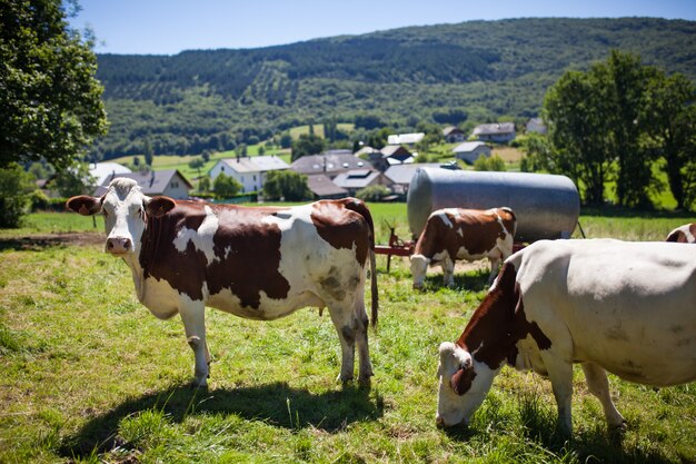 Rebaño de vacas que producen leche para queso gruyere en Francia en la primavera