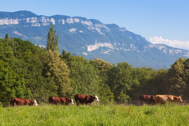 Rebaño de vacas que producen leche para queso gruyere en Francia en la primavera