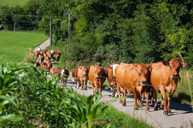 Rebaño de vacas que producen leche para queso gruyere en Francia en la primavera