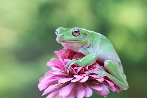 Rechoncha rana litoria caerulea en flor rechoncha rana en rama rana arborícola en rama anfibio primer plano