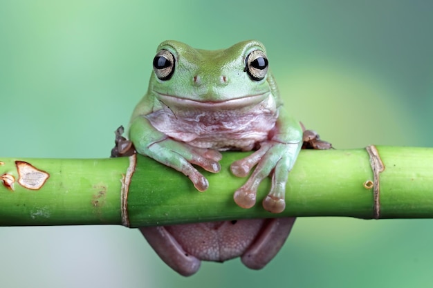 Foto gratuita rechoncho rana litoria caerulea closeup en rama