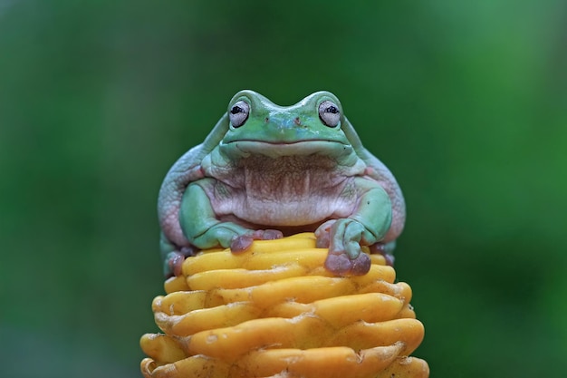 Foto gratuita rechoncho rana litoria caerulea en hojas verdes rechoncho rana en brote amarillo rana arborícola en rama anfibio primer plano