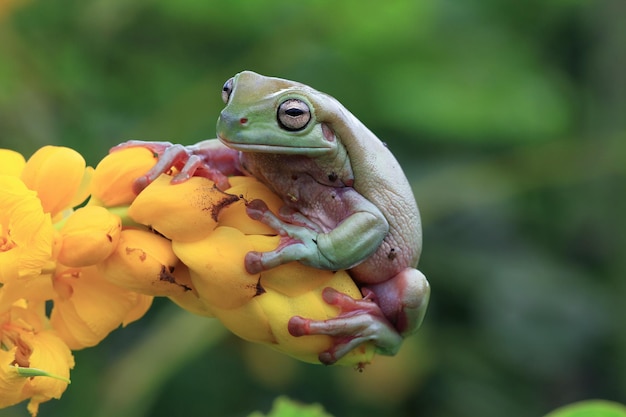 Rechoncho rana litoria caerulea en hojas verdes rechoncho rana en brote amarillo rana arborícola en rama anfibio primer plano