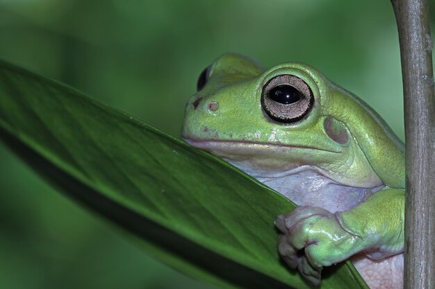 Rechoncho rana litoria caerulea en hojas verdes rechoncho rana en rama rana arborícola en rama anfibio primer plano