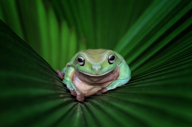 Rechoncho rana litoria caerulea en hojas verdes rechoncho rana en rama rana arborícola en rama anfibio primer plano