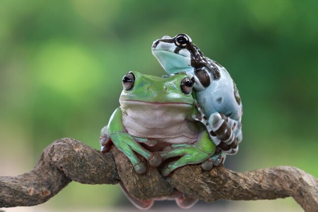 Rechoncho rana litoria caerulea en hojas verdes rechoncho rana en rama rana arborícola en rama anfibio primer plano