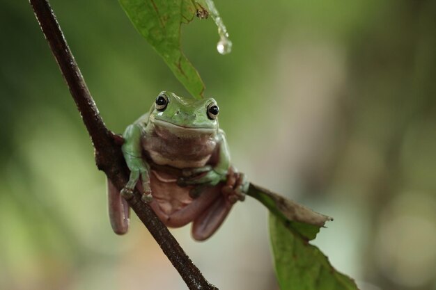 Rechoncho rana litoria caerulea en hojas verdes rechoncho rana en rama rana arborícola en rama anfibio primer plano