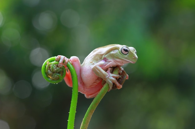 Rechoncho rana litoria caerulea en hojas verdes rechoncho rana en rama rana arborícola en rama anfibio primer plano