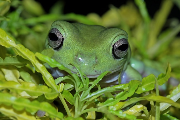 Rechoncho rana litoria caerulea sobre hojas verdes