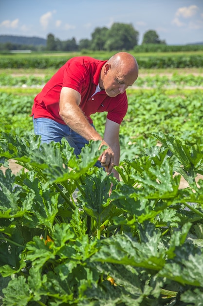 Recogiendo verduras frescas