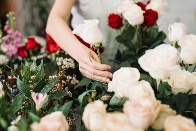 Recolección de floristería cosecha rosa para ramo