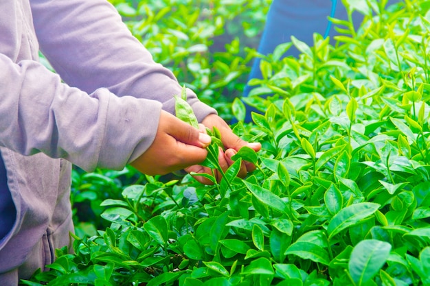 Foto gratuita recolección de hojas de té.