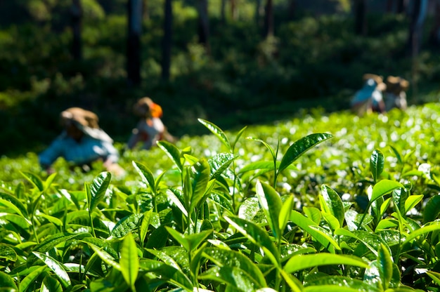 Recolectores de té trabajando en Kerela India.
