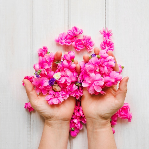Foto gratuita recortar las manos con flores rosadas