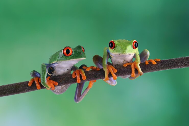 Foto gratuito redeyed tree frog closeup agalychnis callidryas o ojos rojos closeup