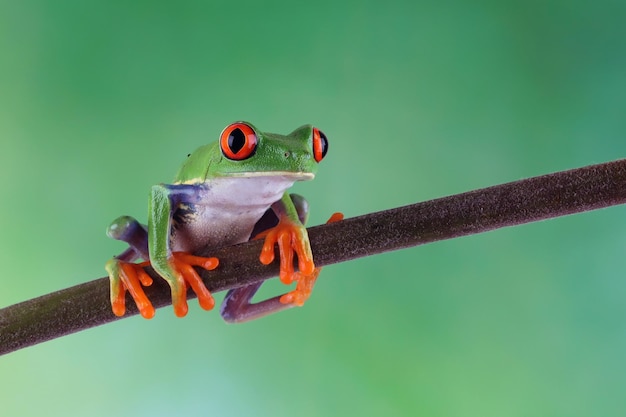 Redeyed Tree Frog closeup Agalychnis callidryas o ojos rojos closeup