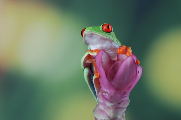 Foto gratuita redeyed tree frog sentada sobre hojas verdes redeyed tree frog agalychnis callidryas closeup en flor