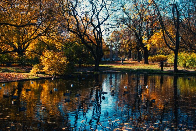 Reflejo de los hermosos árboles y el cielo azul en un lago