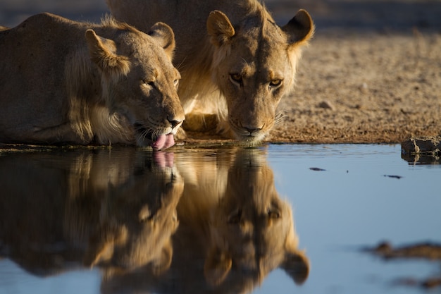 Foto gratuita reflejo de las leonas bebiendo agua de un pequeño estanque