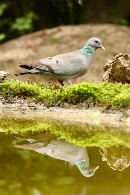 Foto gratuita reflejo de pájaro en el agua